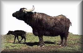 bufale